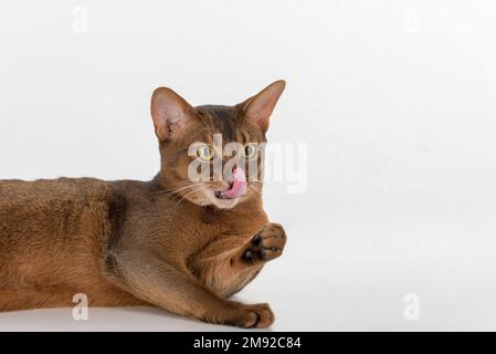 Abyssinisches Katzenporträt. Isoliert auf weißem Hintergrund Stockfoto