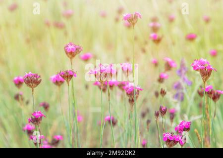 Karthusisch Rosa Dianthus carthusianorum blüht auf der Wiese angenehm beleuchtet von den Sonnenstrahlen Stockfoto
