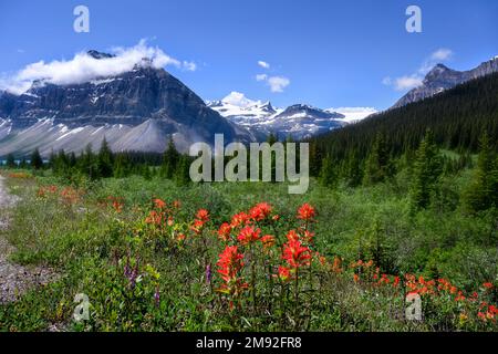 Wildblumen blühen am Icefields Parkway Stockfoto