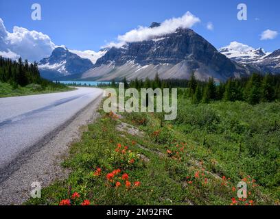 Wildblumen blühen am Icefields Parkway Stockfoto