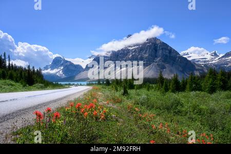 Wildblumen blühen am Icefields Parkway Stockfoto