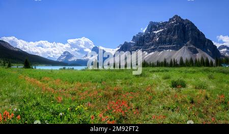 Wildblumen blühen am Icefields Parkway Stockfoto