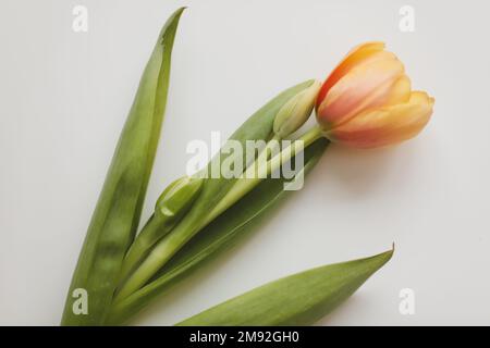 Farbenfrohe frische Tulpen auf weißem Hintergrund. Valentinstag, 8. März, Frühlingshintergrund Stockfoto