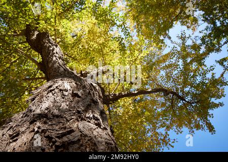 Sie blickten auf die Krone eines goldenen Ginkgo-Baumes Stockfoto