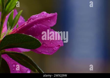 Azalea nicht vollständig geöffnet mit Regentropfen darin Rosa Magenta-Blüten. Stockfoto
