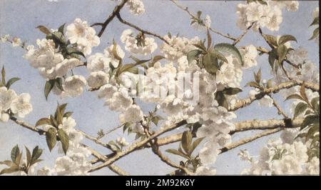 Apple Blossoms John William Hill (Amerikanisch, 1812-1879). Apple Blossoms, Kalifornien 1874. Aquarell über Graphit auf gewebtem Papier, Bild: 7 1/2 x 13 3/8 Zoll (19,1 x 34 cm). Dieses Werk zeigt eine verworrene Fülle von blühenden Ästen in voller Sonneneinstrahlung, als ob man sie von unten vor einem Feld mit blauem Himmel betrachtet. Hill funktionierte zweifelsohne in Übereinstimmung mit Ruskins Beobachtung, dass die schönste Position, an der Blumen zu sehen waren, die natürlichste war – blühende Pflanzen gegen Gras oder Moos und Obstbaumblüten am Himmel. Amerikanische Kunst ca. 1874 Stockfoto