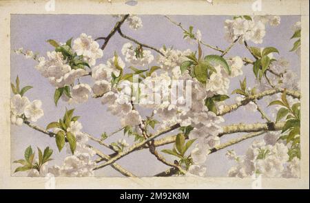 Apple Blossoms John William Hill (Amerikanisch, 1812-1879). Apple Blossoms, Kalifornien 1874. Aquarell über Graphit auf gewebtem Papier, Bild: 7 1/2 x 13 3/8 Zoll (19,1 x 34 cm). Dieses Werk zeigt eine verworrene Fülle von blühenden Ästen in voller Sonneneinstrahlung, als ob man sie von unten vor einem Feld mit blauem Himmel betrachtet. Hill funktionierte zweifelsohne in Übereinstimmung mit Ruskins Beobachtung, dass die schönste Position, an der Blumen zu sehen waren, die natürlichste war – blühende Pflanzen gegen Gras oder Moos und Obstbaumblüten am Himmel. Amerikanische Kunst ca. 1874 Stockfoto