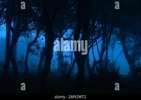 Malerischer Blick auf die Silhouette hoher Baumstämme, die am nebligen Tag in der Nacht im Wald wachsen, mit blauem Hintergrund Stockfoto