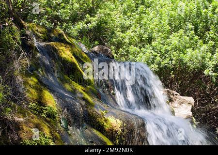 BIG ISLAND-HAWAII-17-06-2104. Moose auf Felsen sind neben dem Wasserfall im Regenwald der Big Island zu sehen. © JOSE ISAAC BULA URRUTIA. Stockfoto