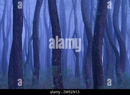 Malerischer Blick auf hohe Baumstämme und grünes Gras, das an nebligen Tagen im Wald wächst Stockfoto