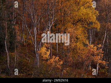 Landschaftlich reizvolle Luftaufnahme von Laubwäldern mit bunten Bäumen Im Herbst auf Hanglage Stockfoto