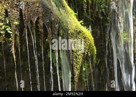 BIG ISLAND-HAWAII-17-06-2104. Moose auf Felsen sind neben dem Wasserfall im Regenwald der Big Island zu sehen. JOSE ISAAC BULA URRUTIA. Stockfoto