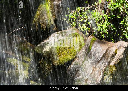 BIG ISLAND-HAWAII-17-06-2104. Moose auf Felsen sind neben dem Wasserfall im Regenwald der Big Island zu sehen. © JOSE ISAAC BULA URRUTIA. Stockfoto