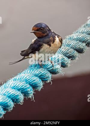 Nahaufnahme einer Schwalbe (Hirundo rustica), die an einem Seil sitzt Stockfoto