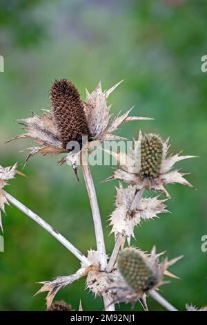 Nahaufnahme des Saatguts einer verblassten wilden Kardone (Dipsacus fullonum) Stockfoto