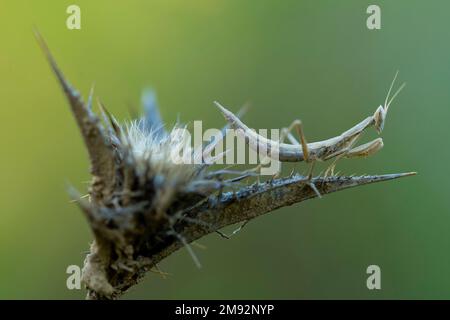 Nahaufnahme der braunen Mantis religiosa auf wilder Cynara cardunculus-Blüte, die in der Natur vor unscharfem grünen Hintergrund wächst Stockfoto