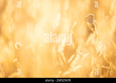 Sanft gefleckter europäischer gemeiner blauer Schmetterling, der auf goldenen Weizenspitzen sitzt und an sonnigen Tagen auf dem Land auf dem Feld wächst Stockfoto