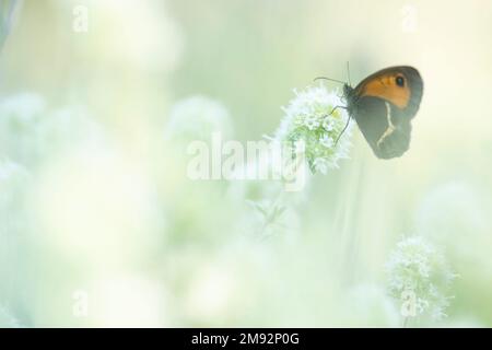 Seitlicher Blick auf Pyronia bathseba, spanische Torwächter, orangefarbener Schmetterling auf weißen Blüten in der Natur Stockfoto