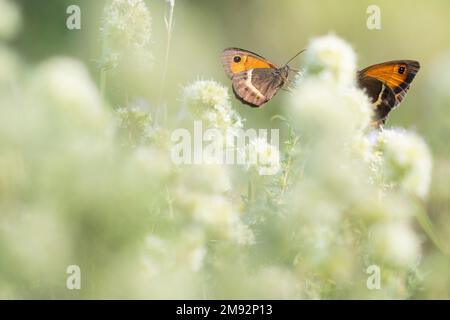 Seitenansicht der Pyronia bathseba Spanische Torwächter Orangen Schmetterlinge auf weißen Blüten in der Natur Stockfoto