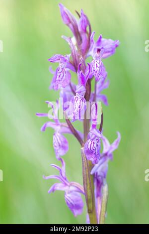 Selektiver Fokus der violetten Blume einer robusten Sumpforchidee, die am sonnigen Sommertag auf grünem Feld vegetiert Stockfoto