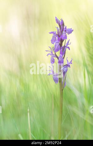 Selektiver Fokus der violetten Blume einer robusten Sumpforchidee, die am sonnigen Sommertag auf grünem Feld vegetiert Stockfoto