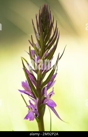 Selektiver Fokus der violetten Blume einer robusten Sumpforchidee, die am sonnigen Sommertag auf grünem Feld vegetiert Stockfoto