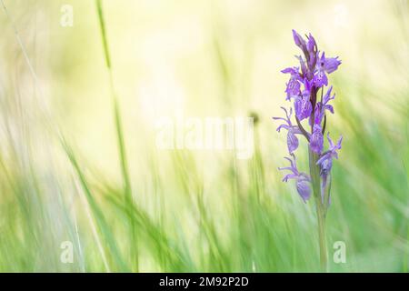 Selektiver Fokus der violetten Blume einer robusten Sumpforchidee, die am sonnigen Sommertag auf grünem Feld vegetiert Stockfoto