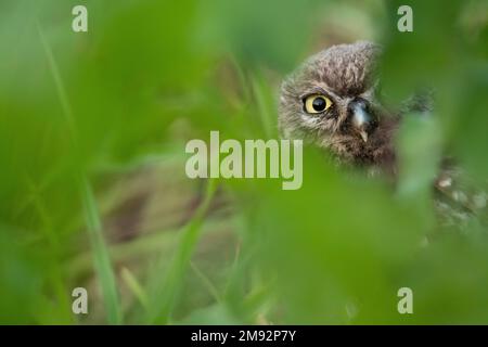Kleine Eule mit braunen Federn, die auf grünem Gras sitzt und in der Natur auf die Kamera schaut Stockfoto