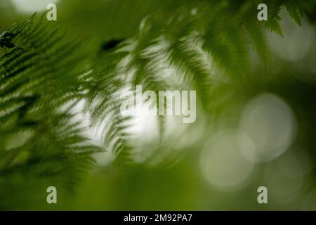 Nahaufnahme von grünen Blättern exotischer Farne im Sommerwald auf verschwommenem Hintergrund Stockfoto