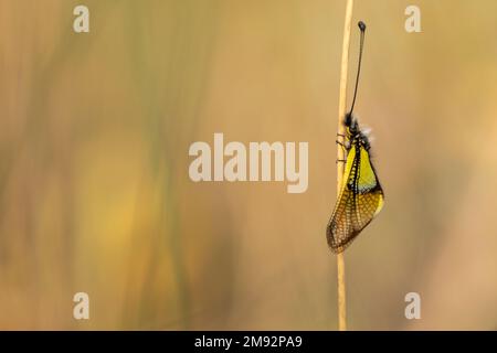 Nahaufnahme des wilden Libelloides coccajus mit gelben Flügeln und schwarzen Antennen, die auf einem dünnen Stiel in der Natur vor verschwommenem Hintergrund sitzen Stockfoto