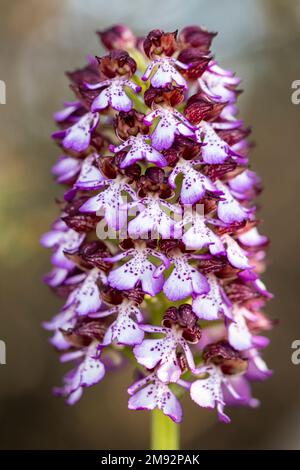 Nahtaufnahme der blühenden Orchis Purpurea-Blume mit zarten lila Blüten und grünem Stiel, der in der Natur auf verschwommenem Hintergrund wächst Stockfoto