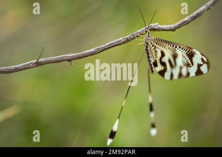 Makroaufnahme eines wilden, gefleckten Nemoptera bipennis Schmetterlings, der auf einem dünnen Blattlosen Ast vor unscharfem Hintergrund sitzt Stockfoto