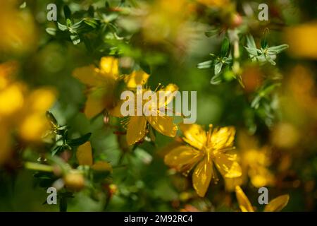 Die Blüten des hellen, gelben Barbe de Saint-Jean wachsen im sonnigen Garten auf unscharfem Hintergrund Stockfoto