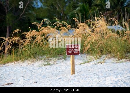 Schild mit Warnung vor Haustieren jenseits dieses Punktes am Strand mit kleinen Sanddünen und Grasvegetation an warmen Sommertagen Stockfoto