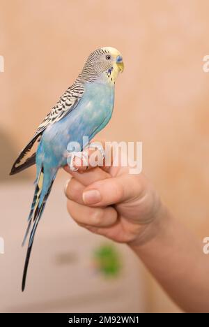 Budgie sitzt auf einer Hand Stockfoto