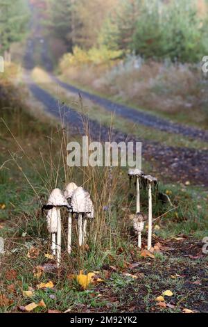 Herbstpilze Shaggy InkCap am Waldweg - essbare Pilze Stockfoto