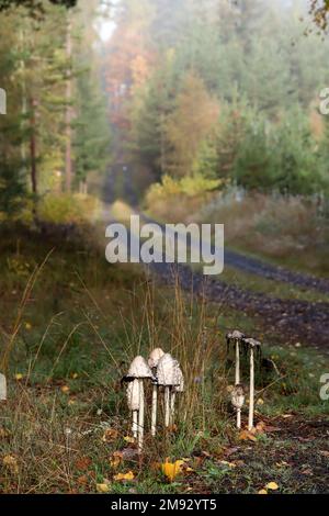 Detail des zotteligen Mähne-Pilzes - essbarer Pilz Stockfoto