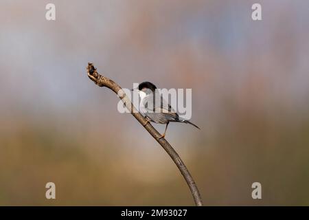 Der sardische Zwerg (Curruca melanocephala) ist ein verbreiteter typischer Zwerg aus dem Mittelmeerraum. Wie die meisten Curruca-Spezies Stockfoto