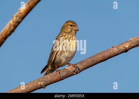 Das europäische Serin, oder einfach das Serin (Serinus serinus), ist die kleinste europäische Spezies der Familie der Finken (Fringillidae) und ist eng verwandt Stockfoto