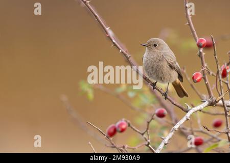 Der schwarze Rotbarsch (Phoenicurus ochruros), der kleine Passerinvogel Stockfoto