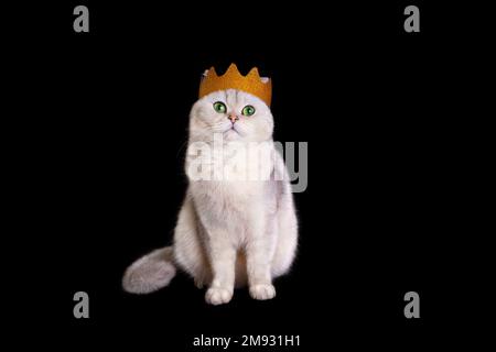 Eine luxuriöse weiße Katze in einer goldenen Krone sitzt auf einem isolierten schwarzen Hintergrund. Stockfoto