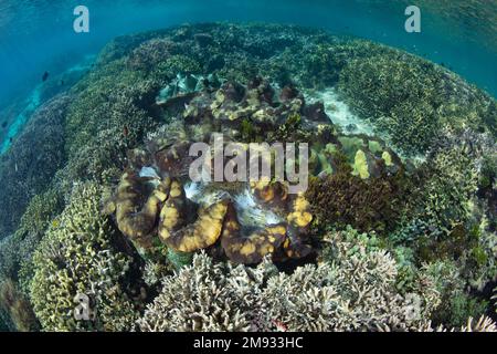Mehrere Riesenmuscheln, Tridacna gigas, wachsen auf einem gesunden, flachen Riff auf den Salomonen. Dieses Land ist Heimat einer spektakulären marinen Artenvielfalt. Stockfoto