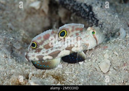 Signigobius biocellatus, ein Rauschaugen, saugt winzige wirbellose Tiere aus dem sandigen Meeresboden der Salomonen. Stockfoto