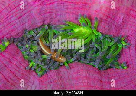 Ein rosaroter Anemonfisch, Amphiprion Perideraion, schwimmt zwischen den Tentakeln seines symbiotischen Wirts Anemone auf einem Riff auf den Salomonen. Stockfoto