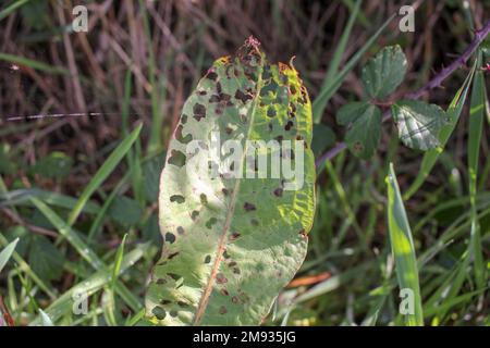 Ein Blatt auf dem Boden, halb von Insekten gefressen Stockfoto