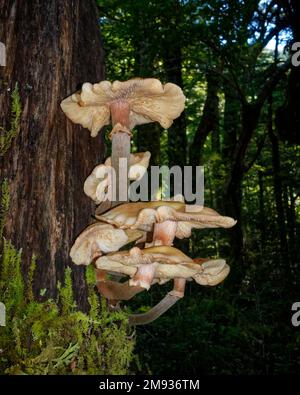 Pilze wachsen aus einem Baum im Nelson Lakes National Park, Tasman Region, Südinsel, Aotearoa / Neuseeland. Stockfoto