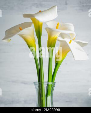 Wunderschöner Strauß weißer Calla-Lilien in einer Glasvase-Nahaufnahme Stockfoto