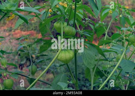 Physalis alkekengi wächst in einem rustikalen Garten. Grüne Pflanzen in Landwirtschaft und Ernte. Stockfoto