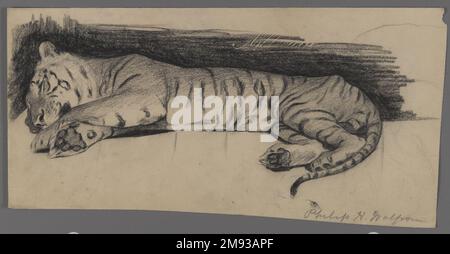 Der schlafende Tiger Philip H. Wolfrom (Amerikaner, 1870-1904). Schlafender Tiger, n. d.. Anthrazit auf Papier, Blatt: 6 3/8 x 12 7/16 Zoll (16,2 x 31,6 cm). American Art n.d. Stockfoto