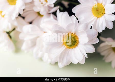 Weiße Chrysanthemblüten auf hellgrünem Hintergrund. Großaufnahme, Kopierraum. Stockfoto